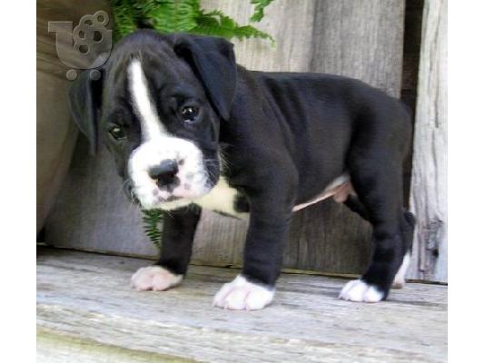 PoulaTo: Boxer Puppies